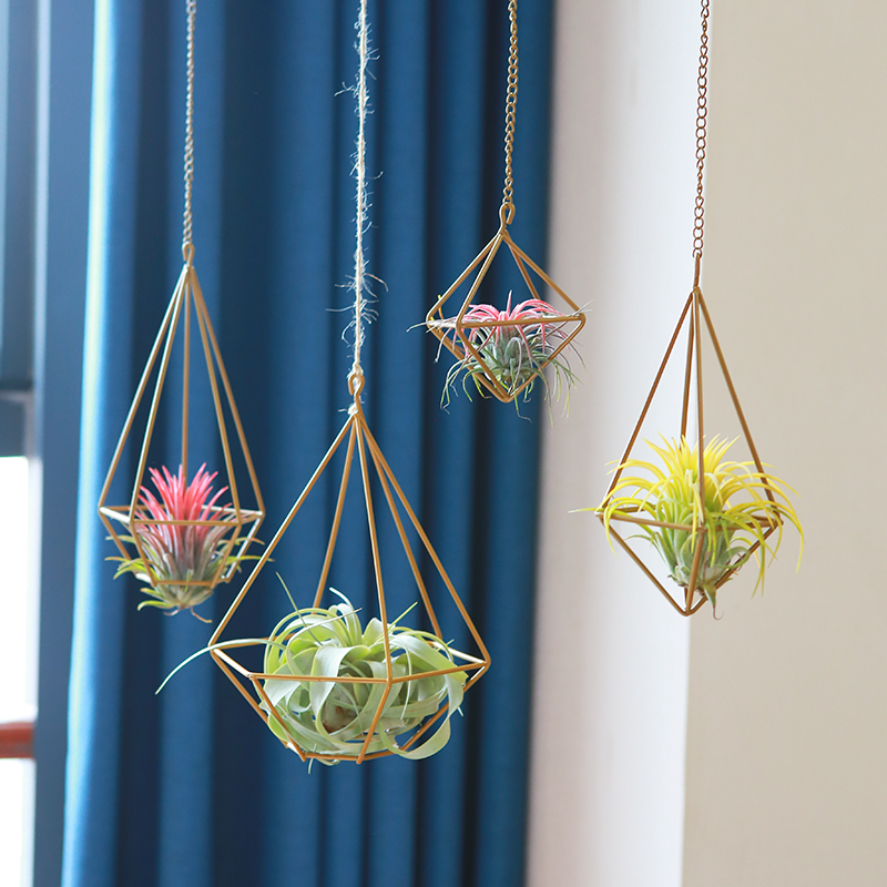 室内空气凤梨无土植物铁艺垂吊式