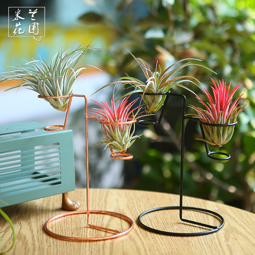 空气凤梨植物桌面摆件配饰花架