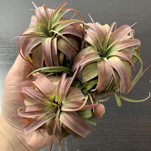 空气凤梨植物实生艾瑞克 一物一拍形态超美