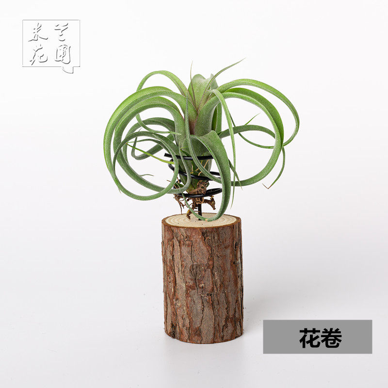 花卷curlyslim花中花空气凤梨