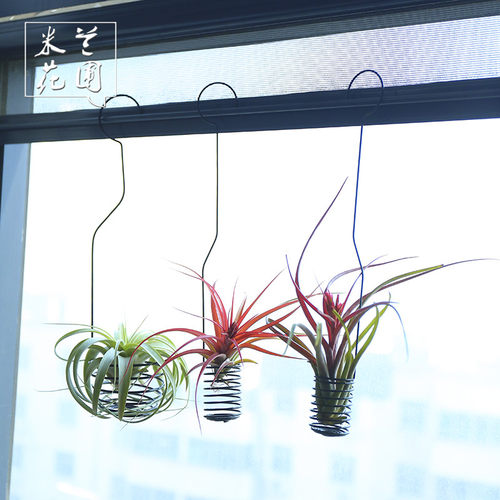 空气凤梨挂钩花架花篮壁挂垂掉