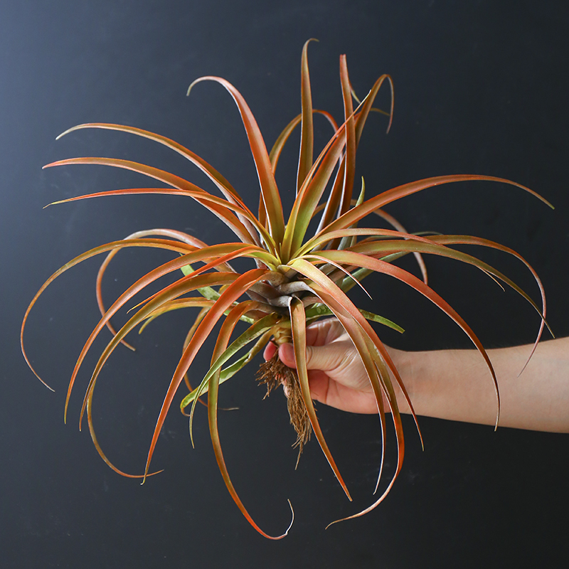 空气凤梨卡比杂室内吸甲醛