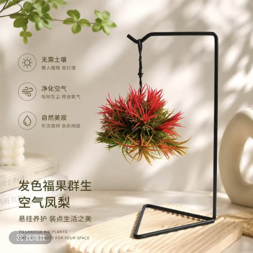 空气凤梨无土植物 福果精灵大群生含吊饰支架绿植盆栽花草