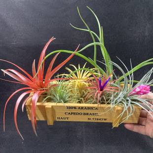 空气凤梨植物 木盒套餐 超划算 绿植盆栽花草