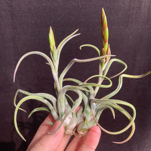 空气凤梨植物美杜莎小号花期少量现货 绿植盆栽花草