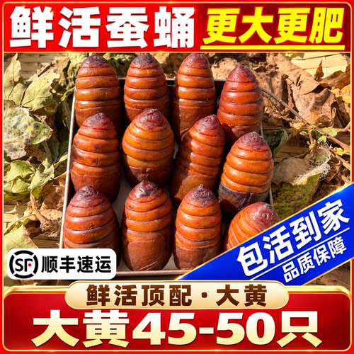 26年新蚕蛹岫岩鲜活柞蚕蛹新鲜活蚕蛹高蛋白大茧蛹坏蛹包赔