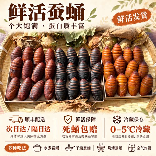 26年新蚕蛹鲜活大茧蛹超值五斤装蚕蛹新鲜活蚕蛹高蛋白大茧蛹