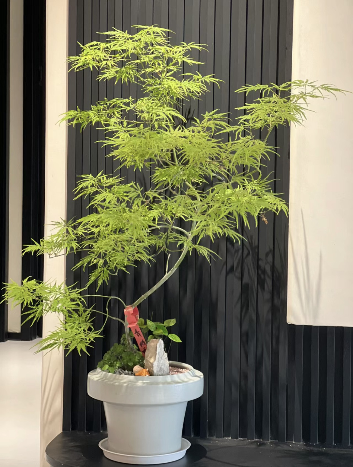 庭院彩色枫树苗红黄金羽毛枫蝴蝶图片