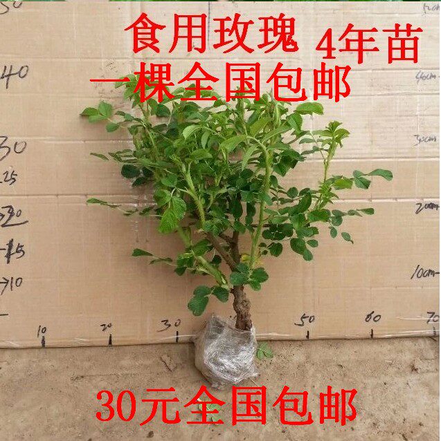 大马士革食用玫瑰花苗图片