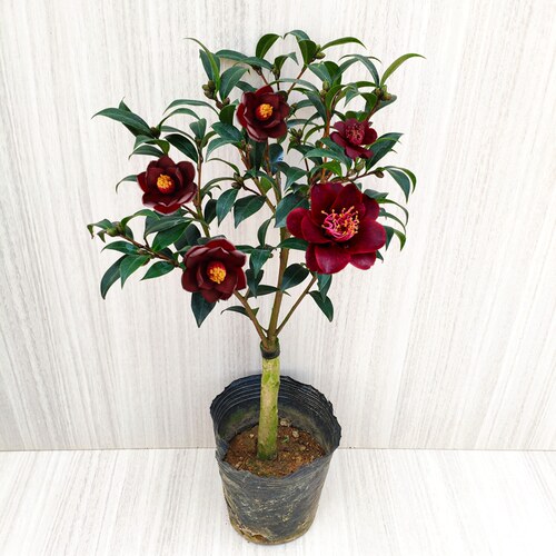 黑骑士山茶花盆栽树苗阳台