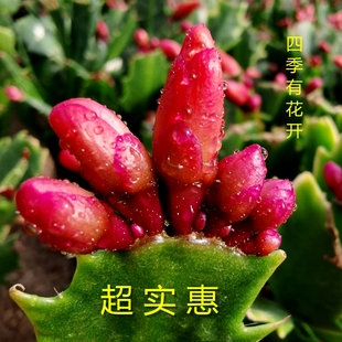 蟹爪兰苗盆栽带花苞室内多肉办公室阳台四季开花好看又好养的绿植