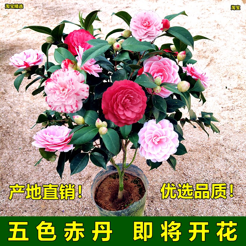 五色赤丹山茶花树苗带花苞盆栽室内花卉阳台植物一树多色常青四季