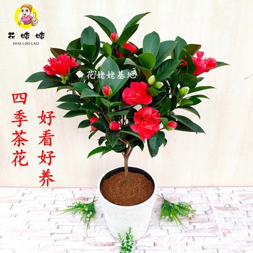 四季茶花树苗杜鹃茶庭院好养