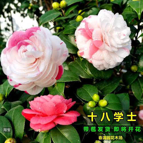 白底十八学士花苞四季阳台