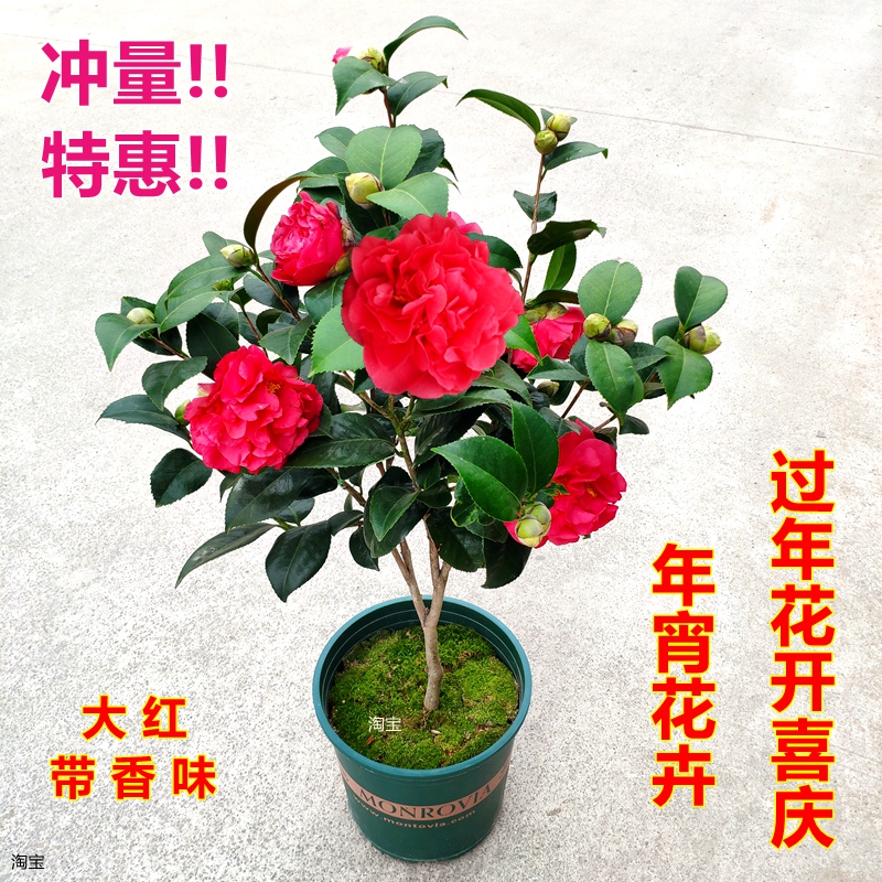 香水大红色山茶年宵花卉新品