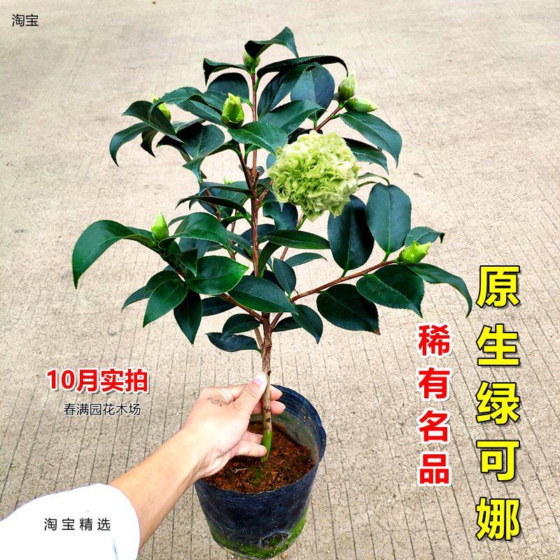 绿可娜茶花盆栽树苗室内花卉名贵绿色带花苞阳台盆景植物绿植新品