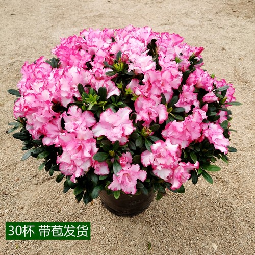 杜鹃花盆栽花卉好养多个品种精选