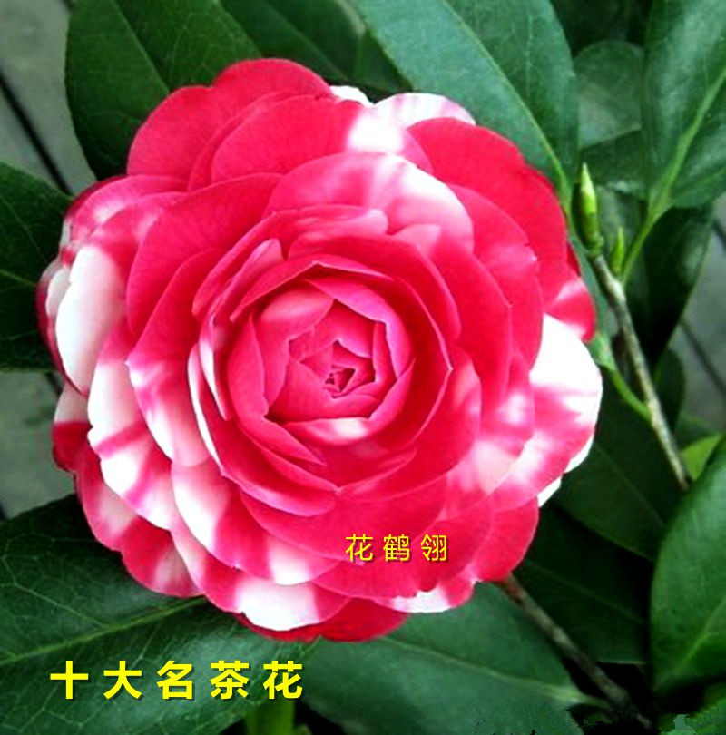 花鹤翎山茶花苗带花苞室内盆栽花卉花期超长四季绿植名贵阳台好养