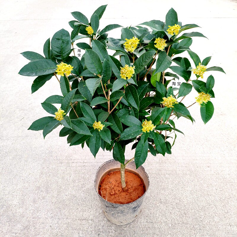 桂花树植物庭院好养易活阳台盆栽