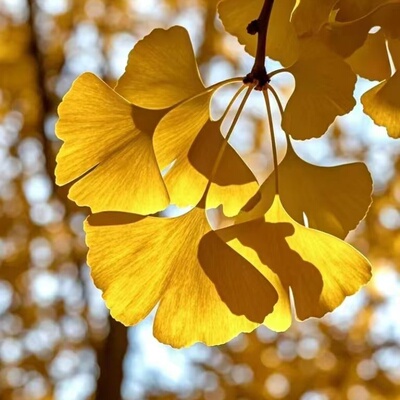 DIY制作Yao液洗发水 材料包 （包含原料1 . 2 . 3 . 4. 5 .6 .7）