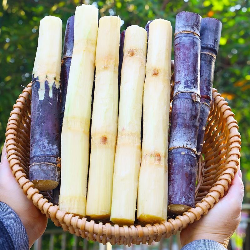 广西南宁发货新鲜黑皮甘蔗现砍现发甜脆多汁当季水果,水产肉类/新鲜蔬果/熟食,甘蔗,淘宝优惠券,粉丝福利购,淘宝优惠卷