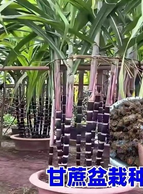 广西黑皮甘蔗苗盆栽种植南北方室内外庭院好养