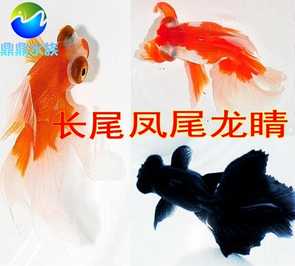 观赏鱼凤尾龙睛凤尾蝶尾大长尾巴金鱼龙凤金鱼冷水鱼金鱼活体包活