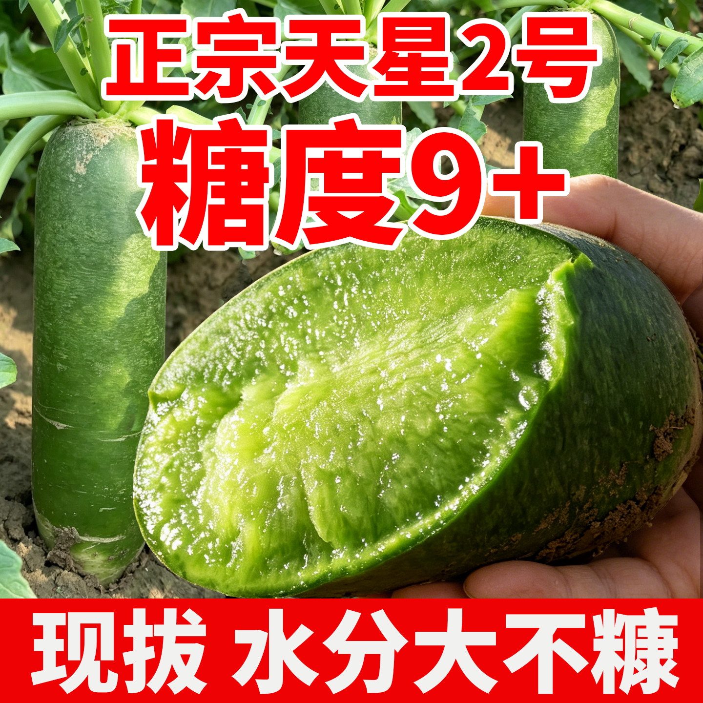 生吃水果萝卜新鲜脆甜山东潍坊潍县特产冰激凌天星绿萝卜现拔直发