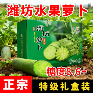 【天星2号】山东潍坊正宗水果萝卜脆甜生吃潍县青萝卜送人礼盒装