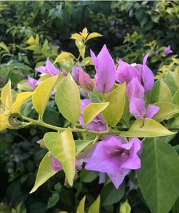 【糖贝园艺】 金夫人三角梅 金叶新加坡大花宫粉 大花三角梅 扦插