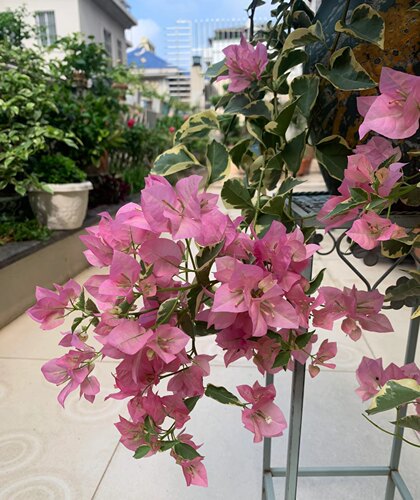 【糖贝园艺】蜡染粉三角梅 勤花三角梅  中苗整高40-50扦插苗