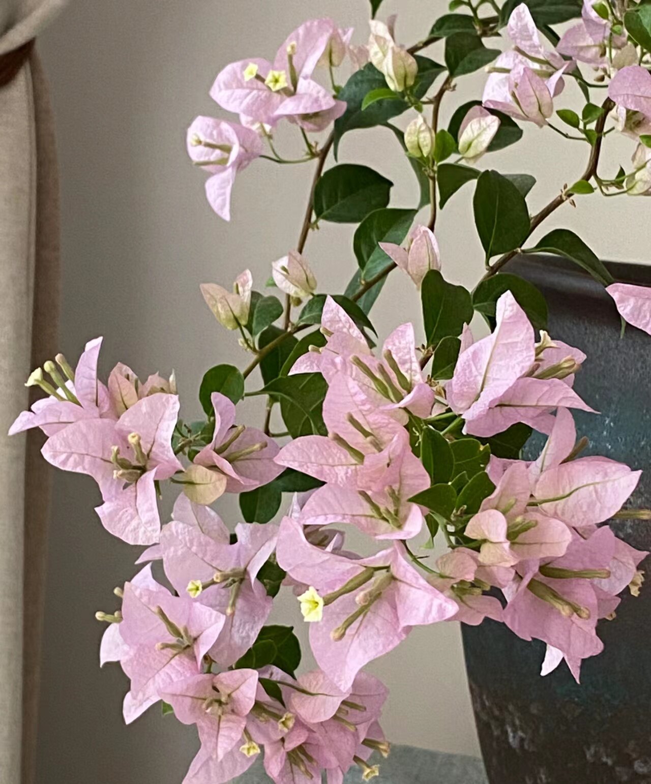 【糖贝园艺】苹果花三角梅 白色渐变粉  中苗整高40-50扦插苗,鲜花速递/花卉仿真/绿植园艺,绣球/木绣球/木本植物,淘宝优惠券,粉丝福利购,淘宝优惠卷