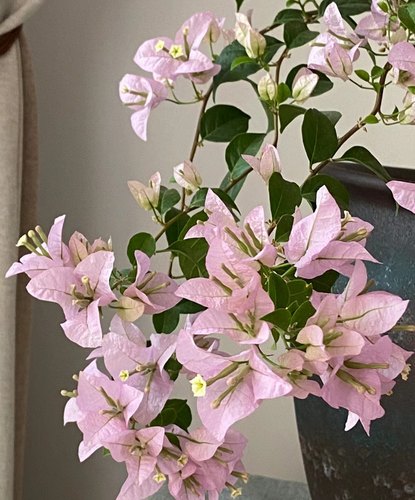 【糖贝园艺】苹果花三角梅 白色渐变粉  中苗整高40-50扦插苗