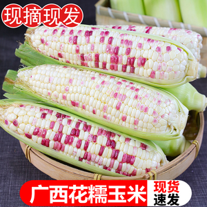 现摘广西新鲜花糯玉米10斤苞谷棒子当季整箱花甜糯玉米蔬菜包邮