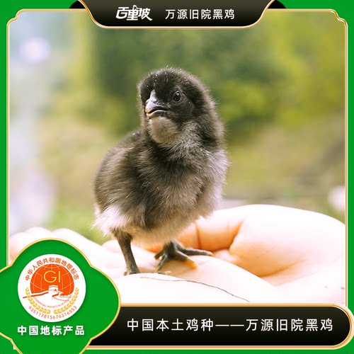 百里坡旧院黑鸡苗土鸡苗