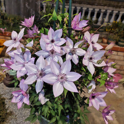 铁线莲爬藤阳台四季开花花期超长