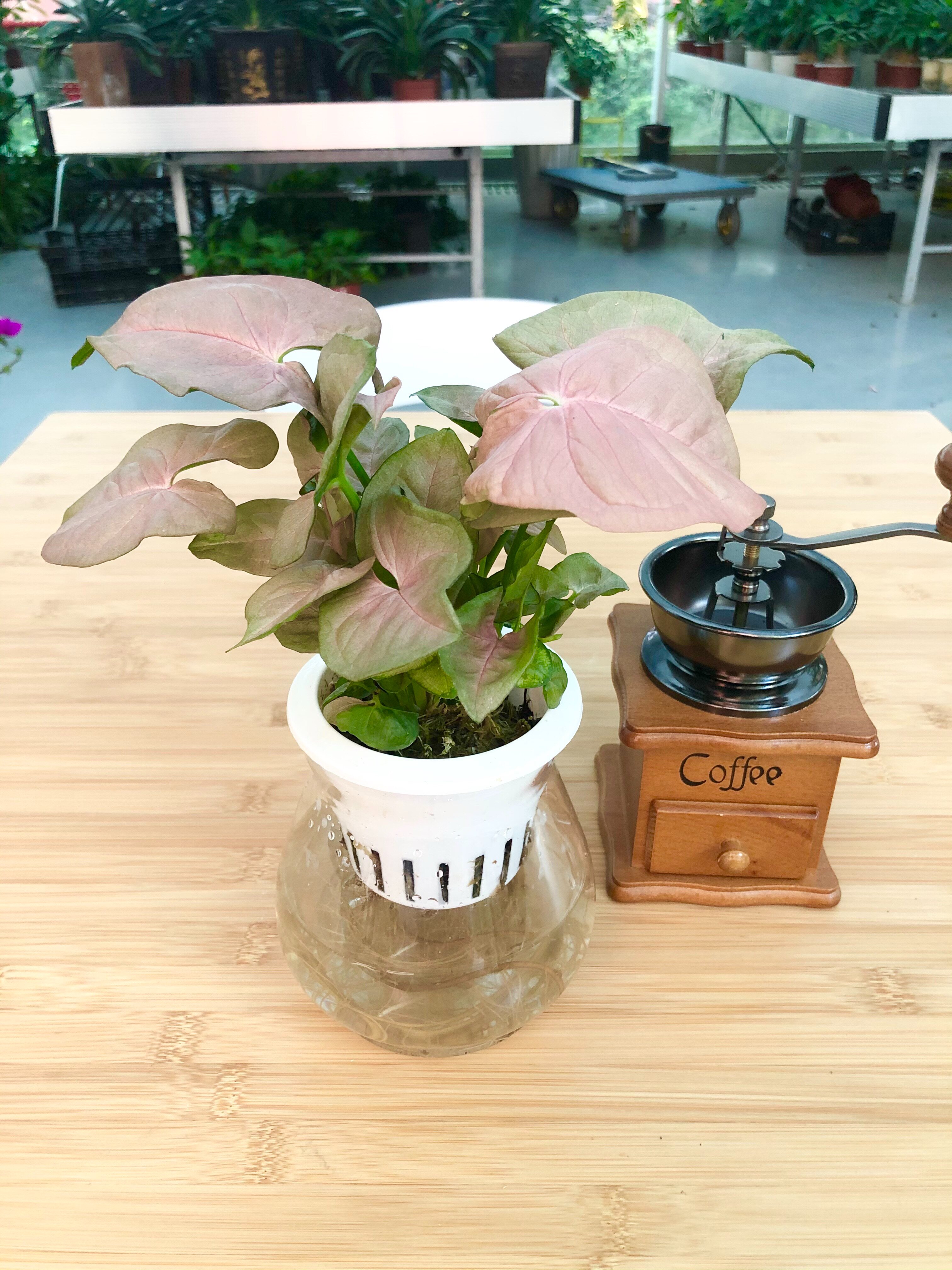 华清花卉 水培红粉佳人 合果芋  室内绿植