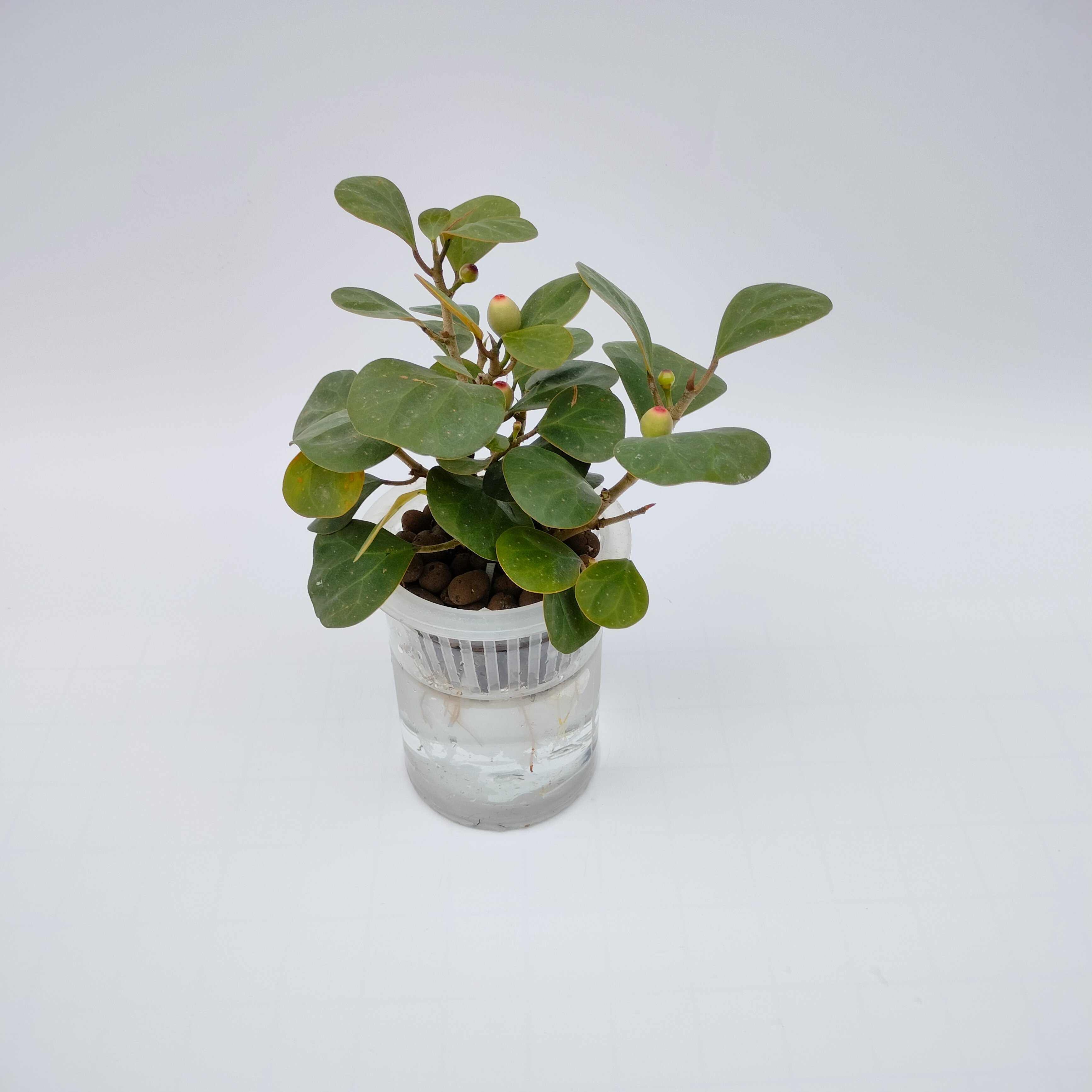 水培小盼菩提盆景禅意办公室绿色植物吸甲醛干净好养