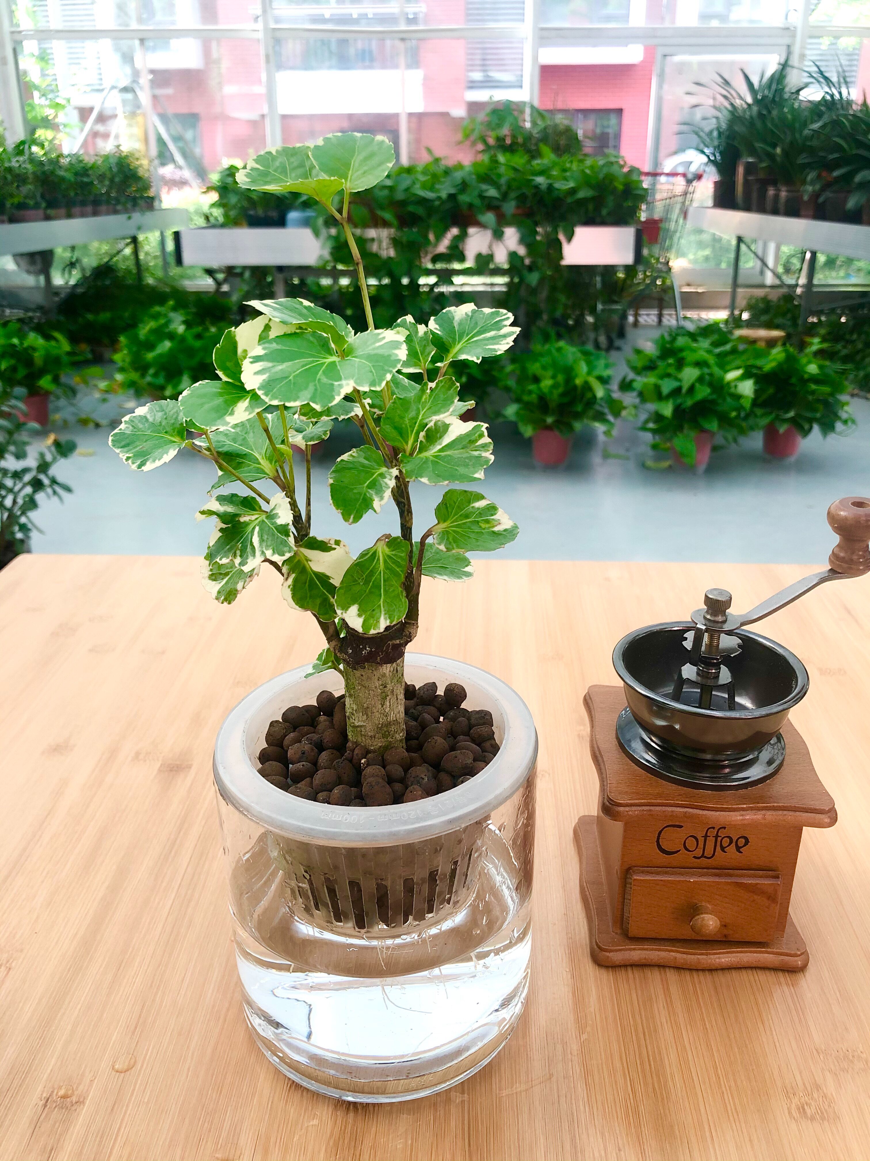 华清花卉 水培金钱兜 花叶福禄桐 钱多多 口径9公分