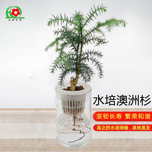 纯水培绿植澳洲杉室内水培绿植耐阴好养