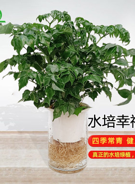 纯水培幸福树干净好养