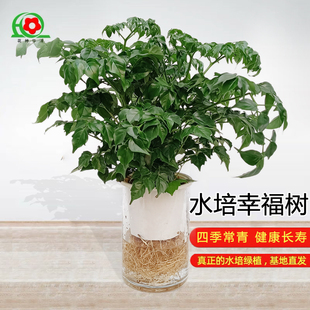 纯水培绿植幸福树盆栽办公室内好养花卉新房客厅