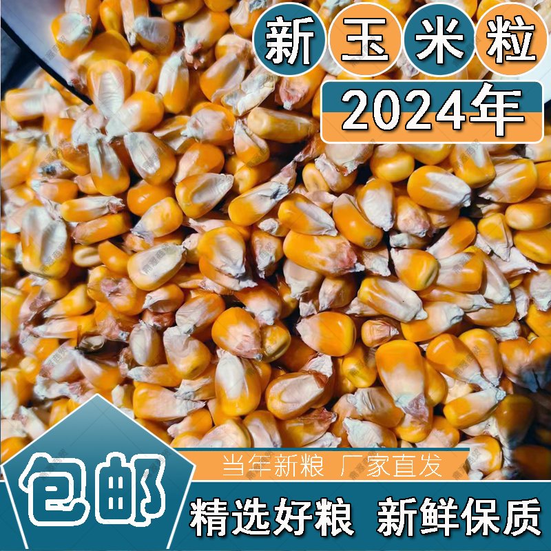干玉米粒玉米籽钓鱼打窝非转基因