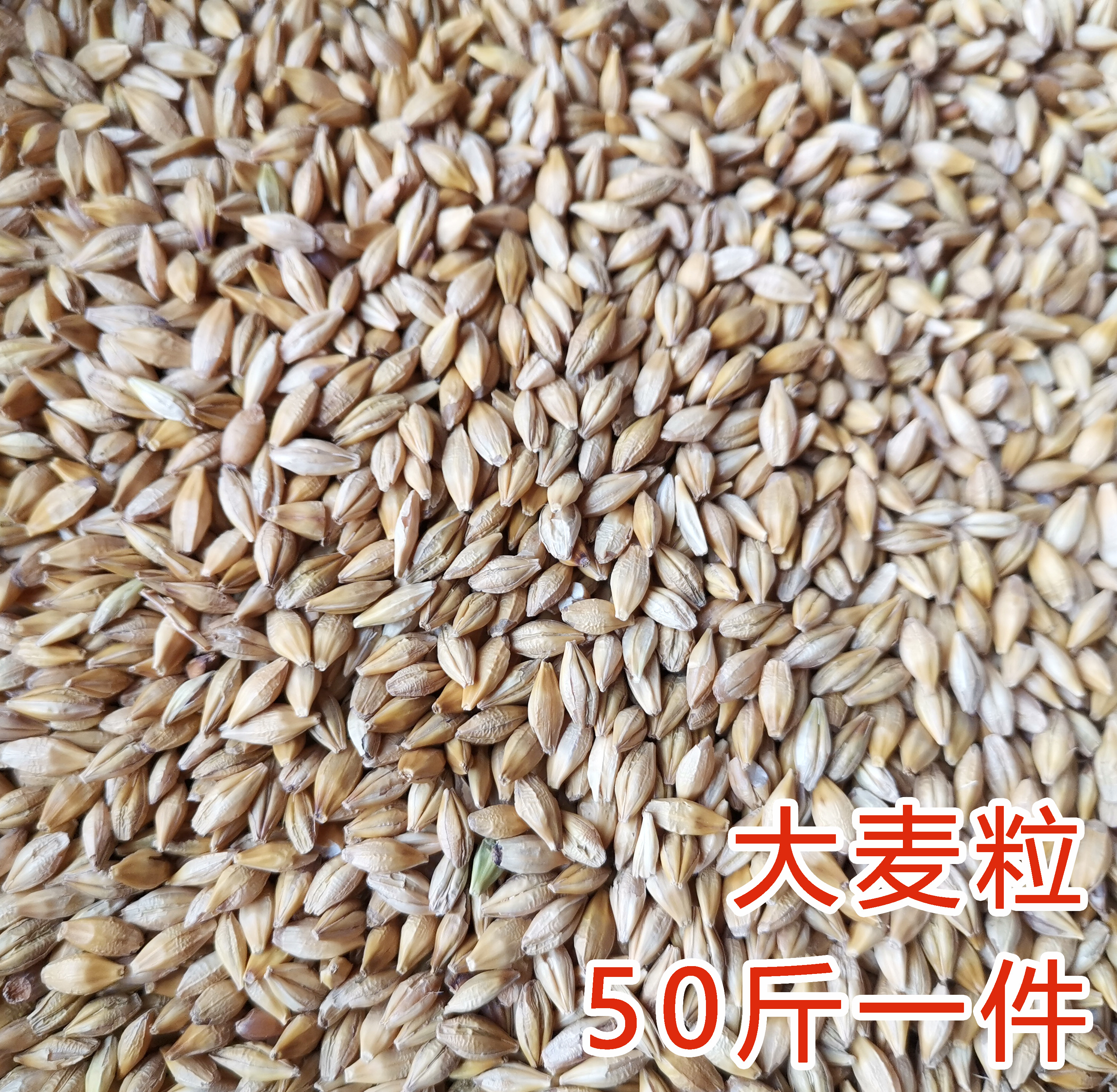 大麦鸽粮鸟食鸡鸭鹅饲料