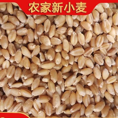 新小麦粒鸡鸭鸟粮鸽子饲料食用钓鱼饵芽糖榨汁磨粉2024年麦粒带皮