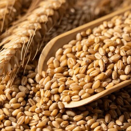 小麦粒食用可发芽做麦芽糖磨面猫草 未加工散称五谷胚芽麦子