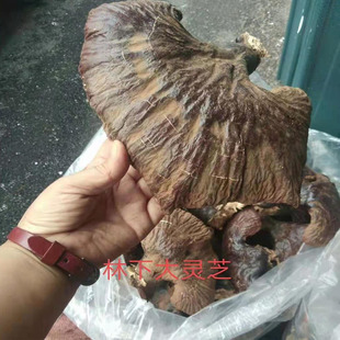 松杉灵芝天然灵芝林下芝滋补养生250克正宗包邮