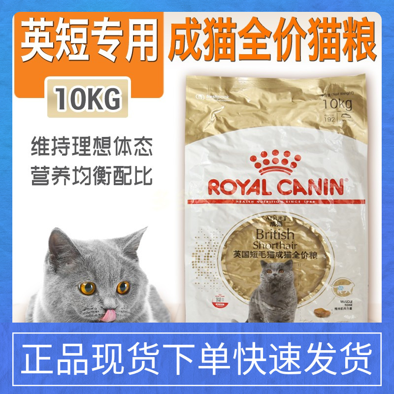 皇家10kg美短成猫