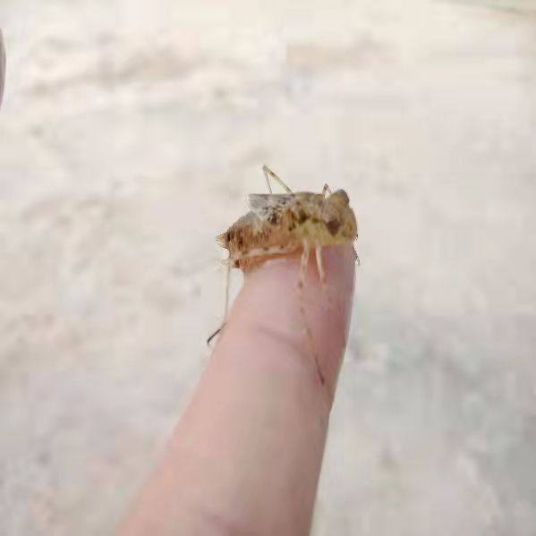 蜻蜓幼虫昆虫活虫观赏水生宠物吃蚊子幼虫活虫无毒淡水活体水老虎