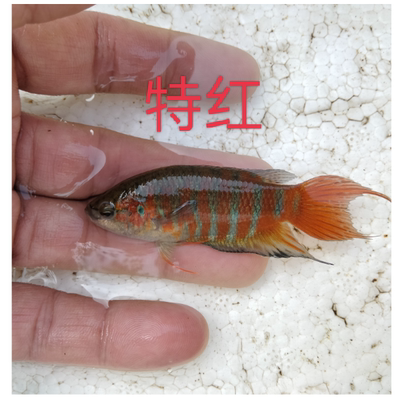 斗鱼免打氧好养观赏鱼不换水淡水